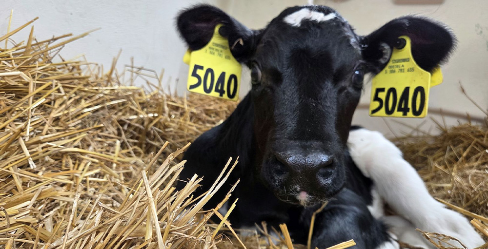 CSAS ES Adopts a Calf