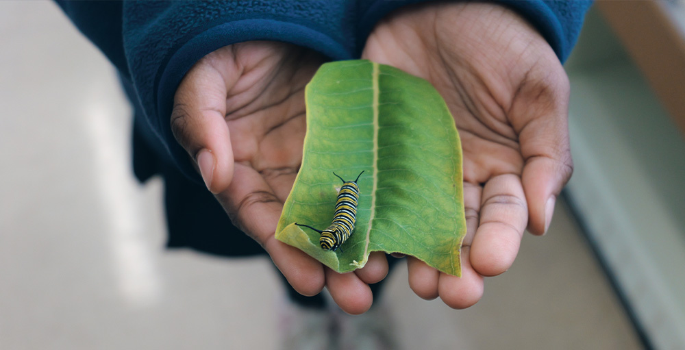 CSAS 3rd Graders Observe Monarch Life Cycle